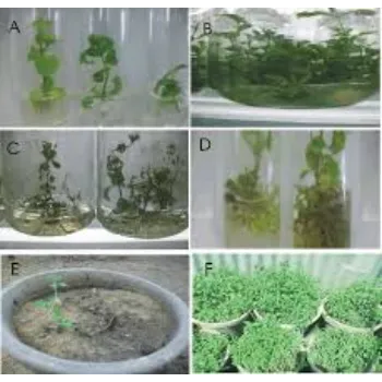 Growing Stevia Plants